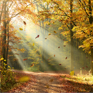 Midday Recharge: Autumn Meditation Series (Virtual)