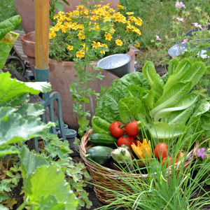 Planning Your Vegetable and Cutting Flower Garden (In-Person)