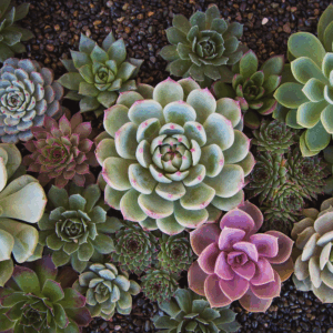 Succulent Centerpiece Demonstration with Botanicals by Jessica (In-Person)