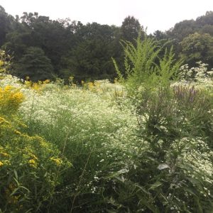 Gardening on the Wild Side (In-Person)