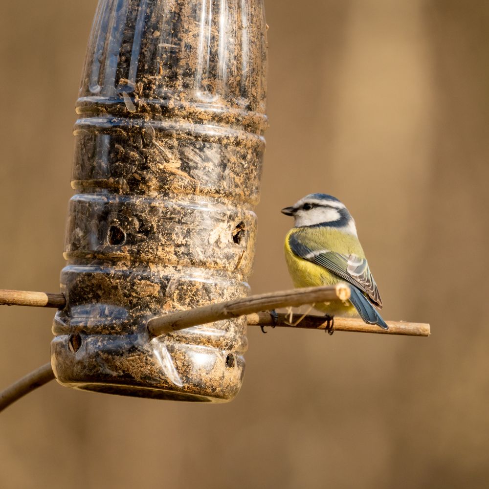 DIY Bird Feeders