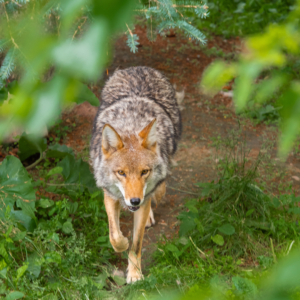 Wildlife Awareness (In-Person)